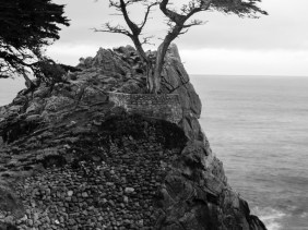 Week 2 - Lone Cypress