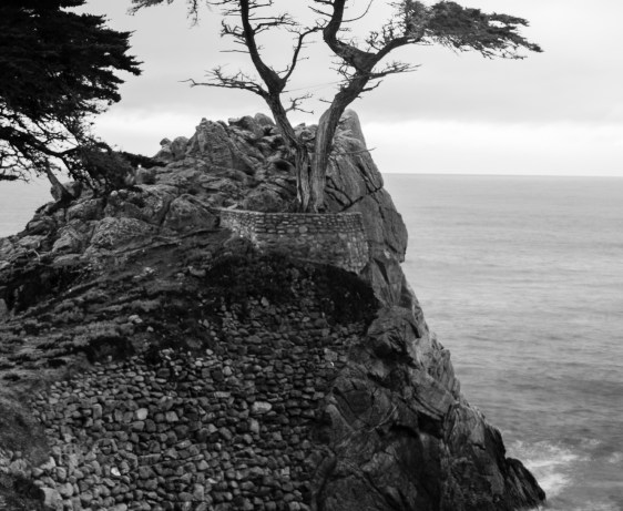 Week 2 - Lone Cypress